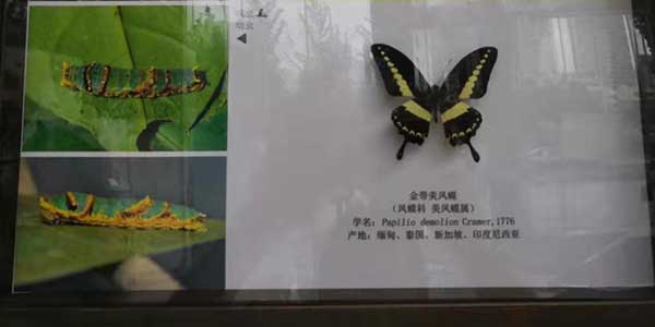 蝴蝶引發的人生思索-榴莲APP视频下载氣動工具